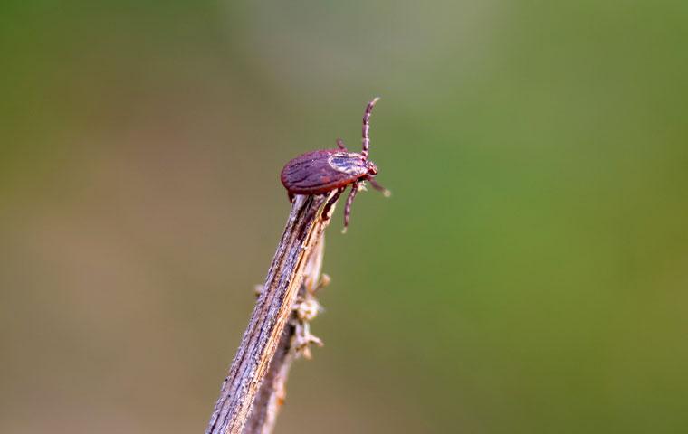 Dog tick on a stem