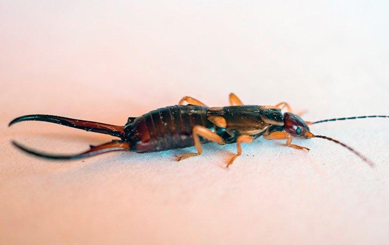 an earwig crawling on a kitchen counter