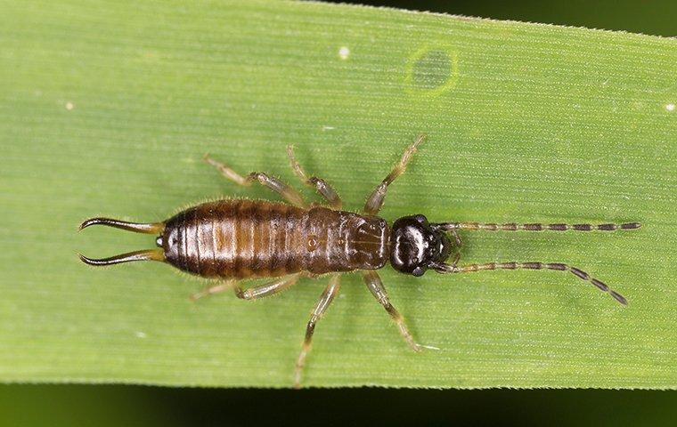 an earwig crawling on a leaf in a garden