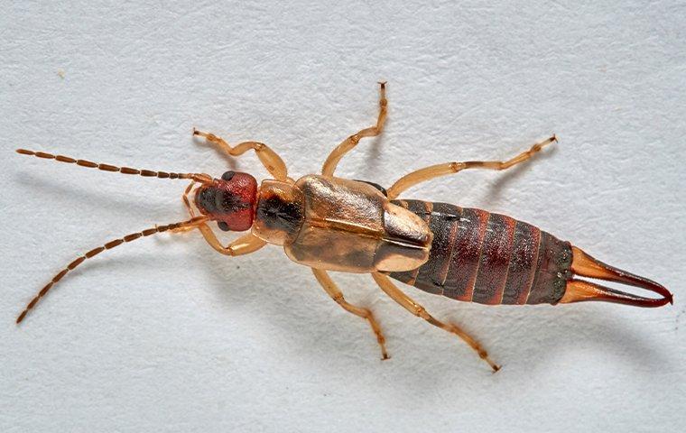 How Can I Get Rid Of Earwigs In My House Celina Waugh