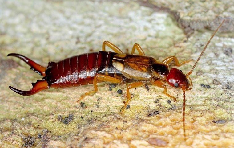 Brown earwig clearance