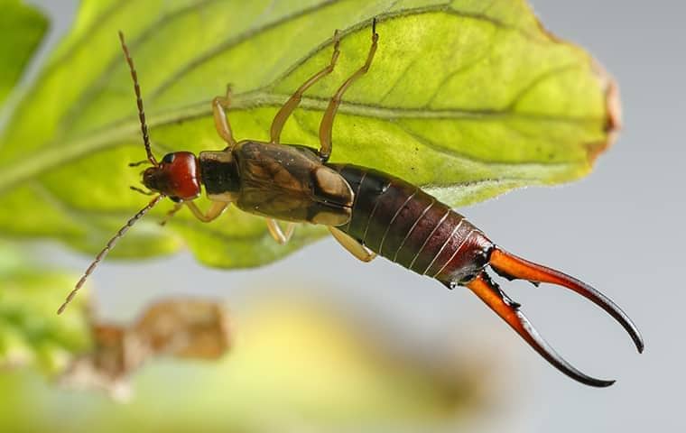 an earwig on a leaf outside of a california residence
