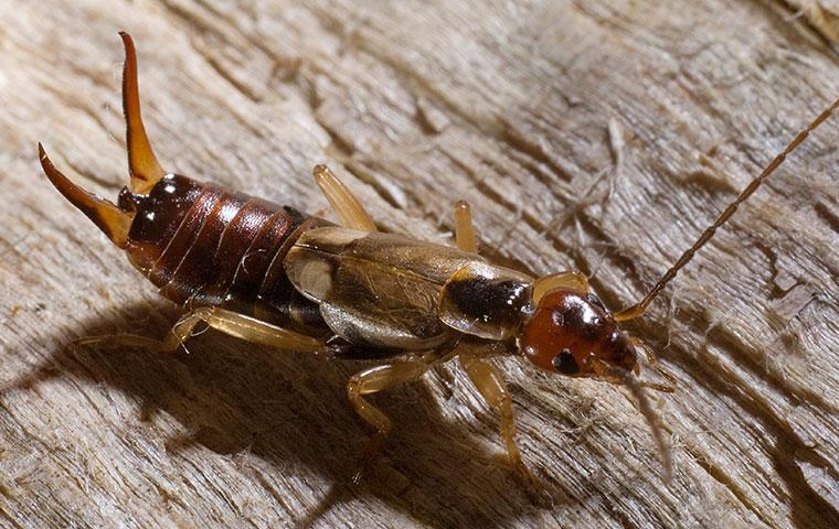 Brown earwig outlet