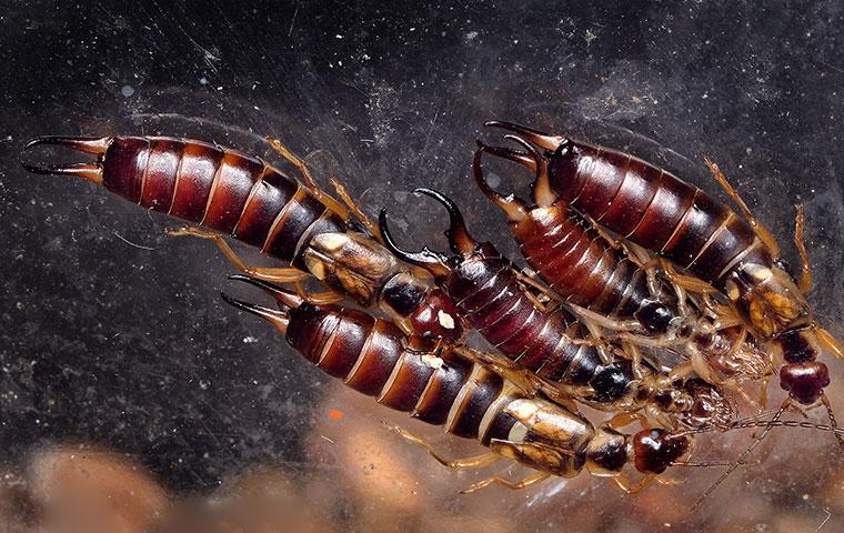 group of earwigs