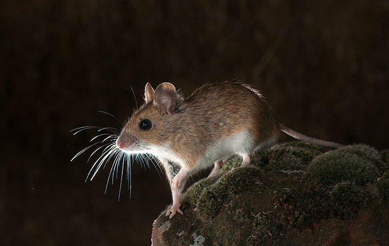 a mouse sitting on a rock