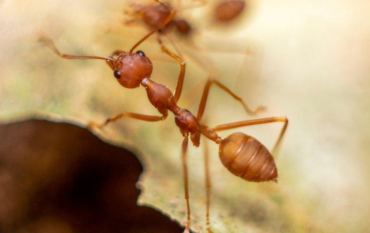 a fire ant infestation outside of a home