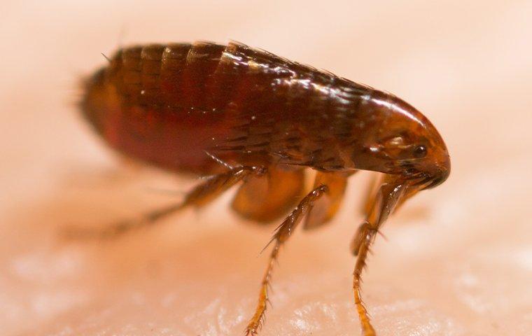 Flea infestation 2024 home remedies