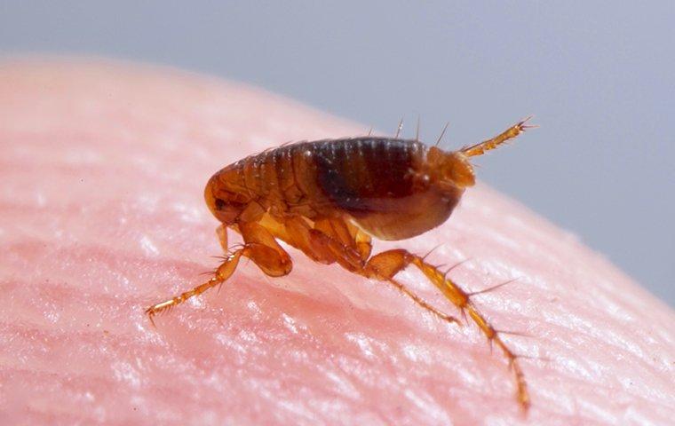 how long can dog fleas live on humans