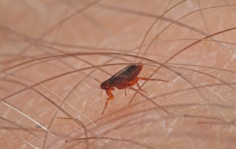 a cat flea on a california residents skin