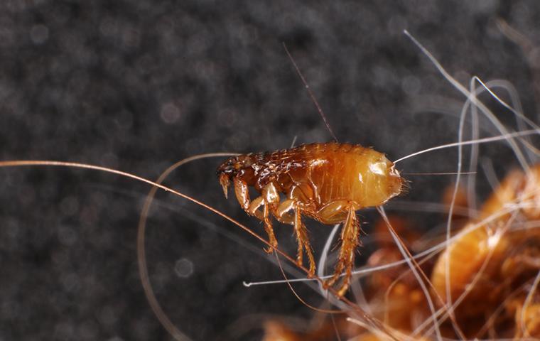 flea up close in dog hair