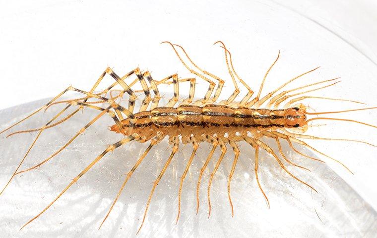a house centipede crawling in a bathroom