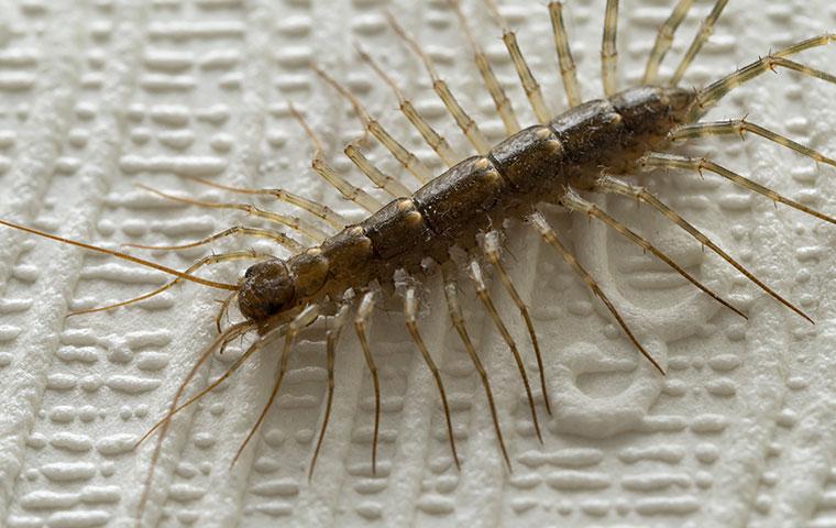 a centipede crawling in a bathroom
