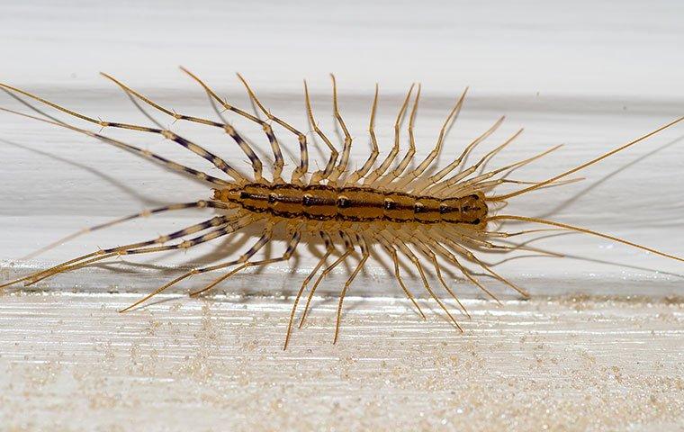 house centipede on a windowsill