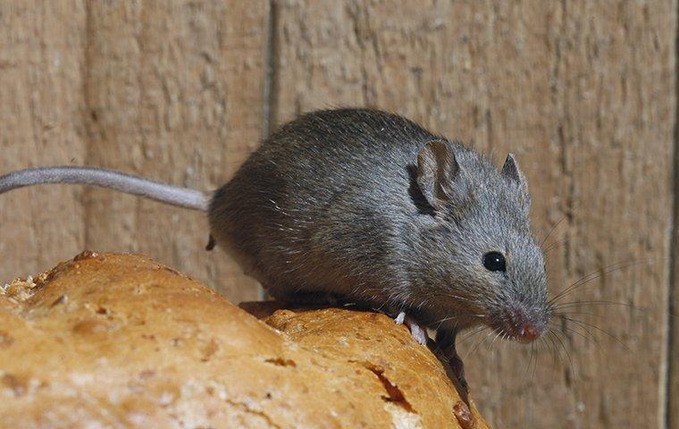 a house mouse crawling on bread in a home