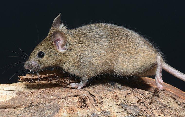 house mouse crawling across wood