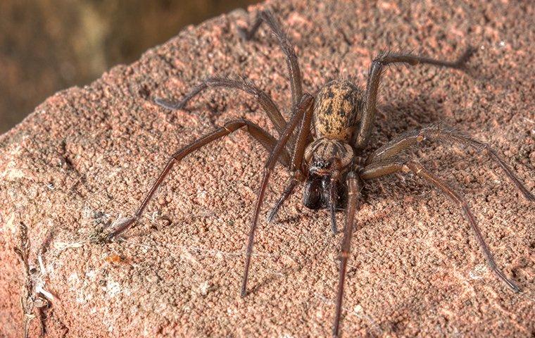 House Spiders  Pest Information & Prevention Tips