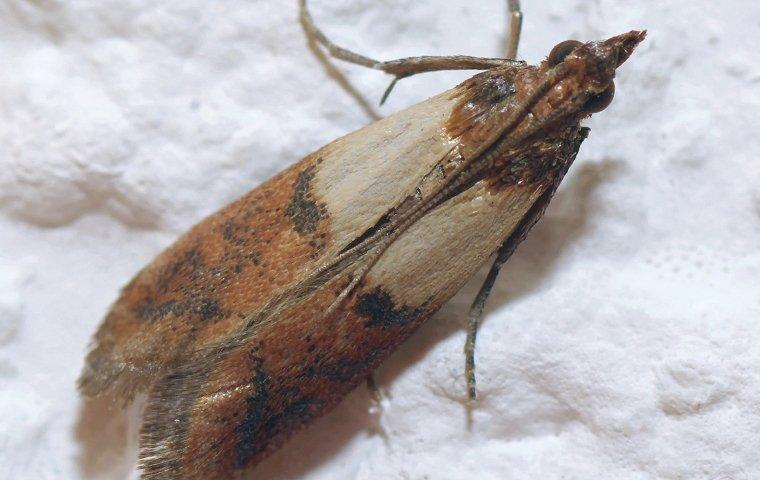 indian meal moth on flour