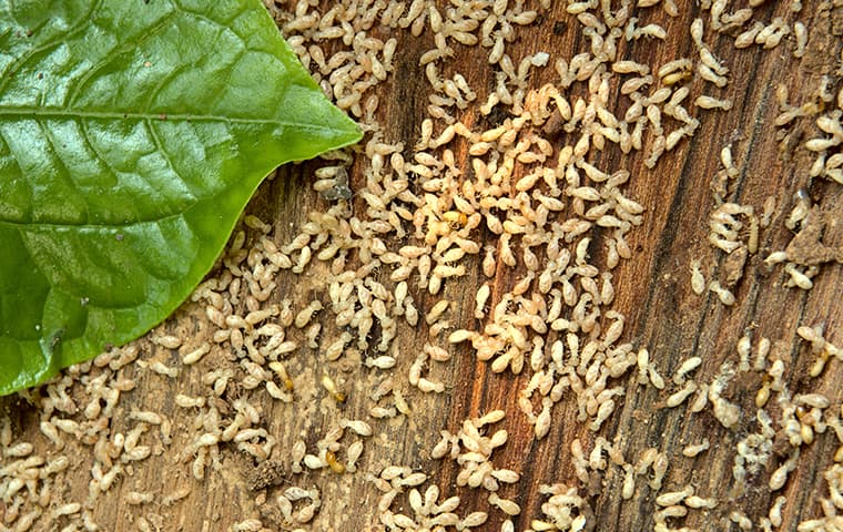 termite swarm on wood