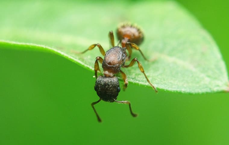 Ants may be small, but they can create big problems in Mesa.