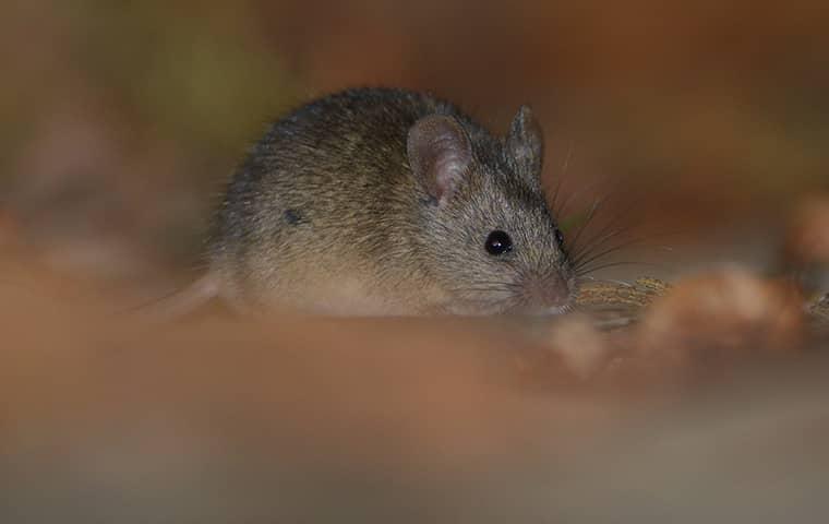 a mouse in the attic space of a home