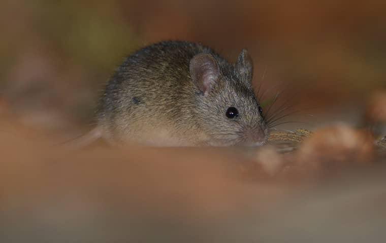 Prevent Rodents rodent in sacramento home