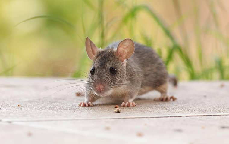 a rodent on the patio of a sacramento home