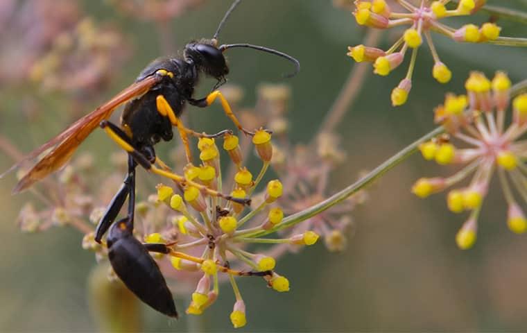 Mud Daubers  Pest Information & Prevention Tips