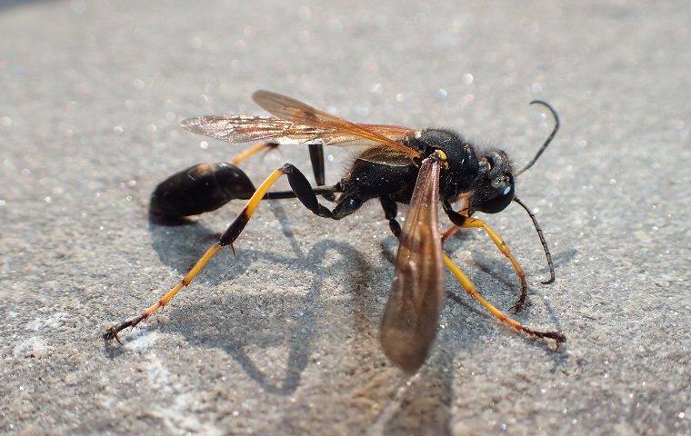 dirt wasp bites