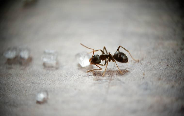 a very small but very odorous ant drinking up water droplets on a sacramento counter top
