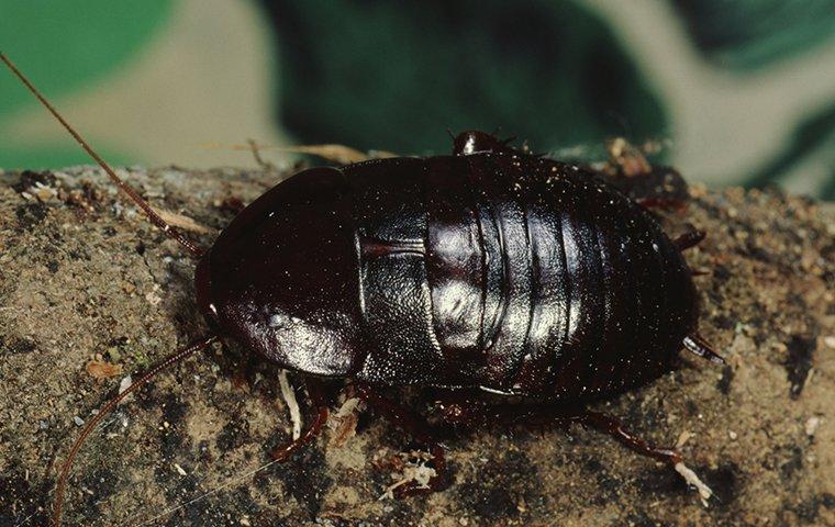 oriental cockroach on landscaping