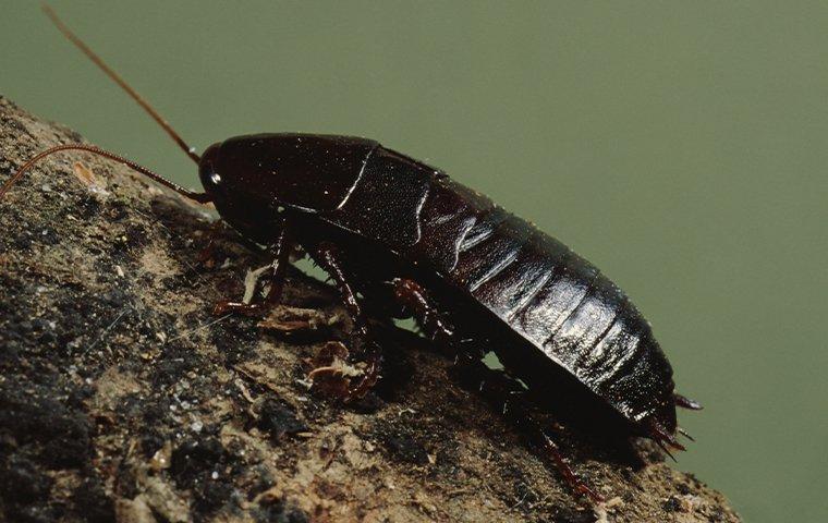 oriental cockroach on branch
