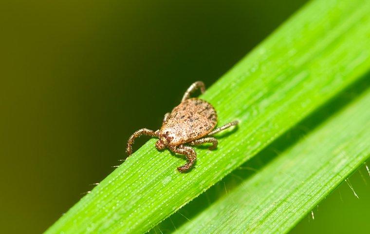 a pacific coast tick on leaf