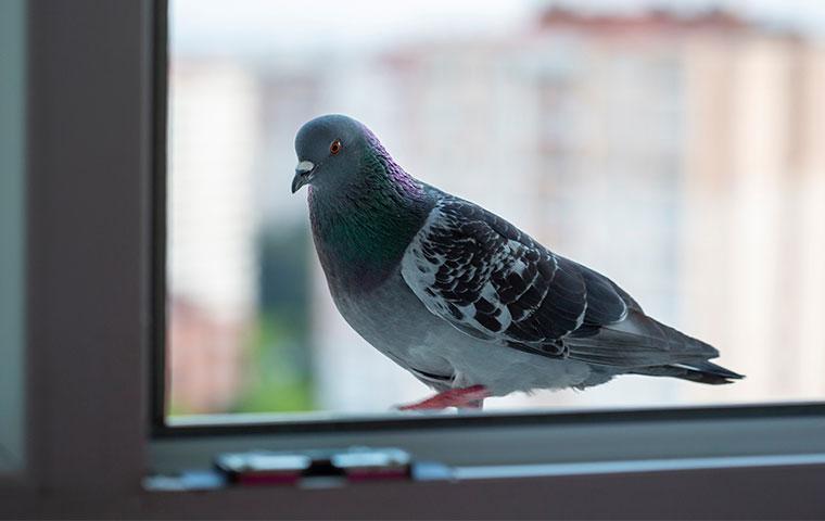 pigeon on window sill