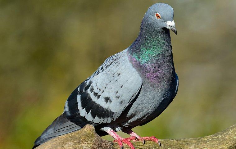 a pigeon perched on a tree limb