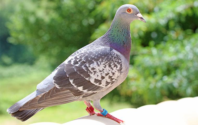 close up of pigeon on a roof