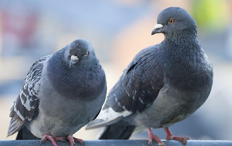 pigeons on building
