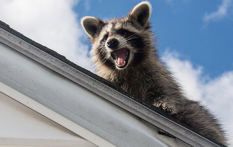 an angry raccoon on a roof