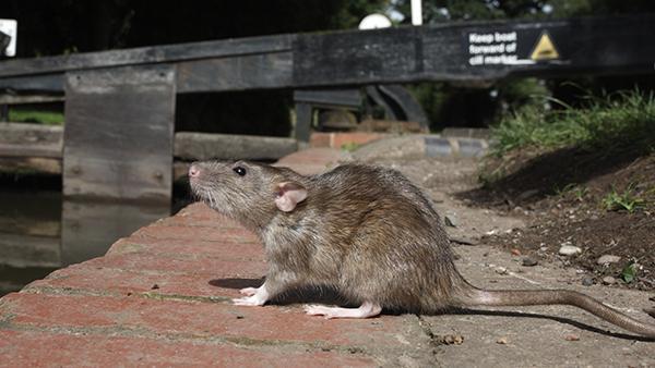 rat outside on patio