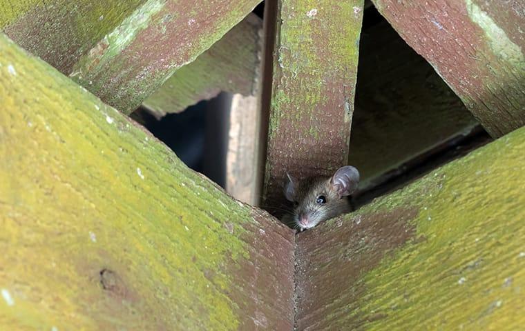 How to Kill a Sacramento House Mouse