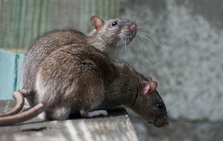 Closing Exterior Gaps Will Help Keep Rodents Out two large brown rats in a roseville california home