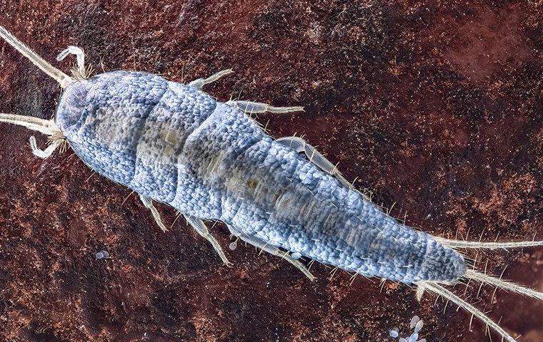 up close image of a silverfish crawling on a bathroom floor