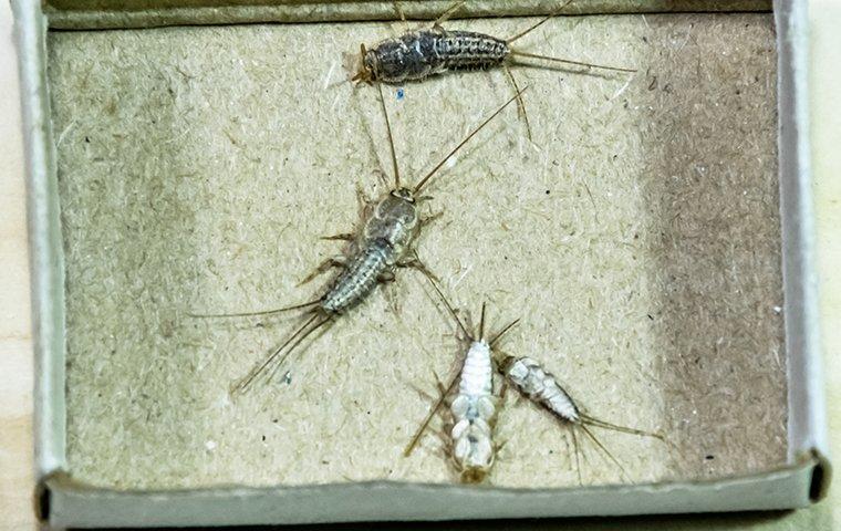 silverfish crawling on cardboard in library