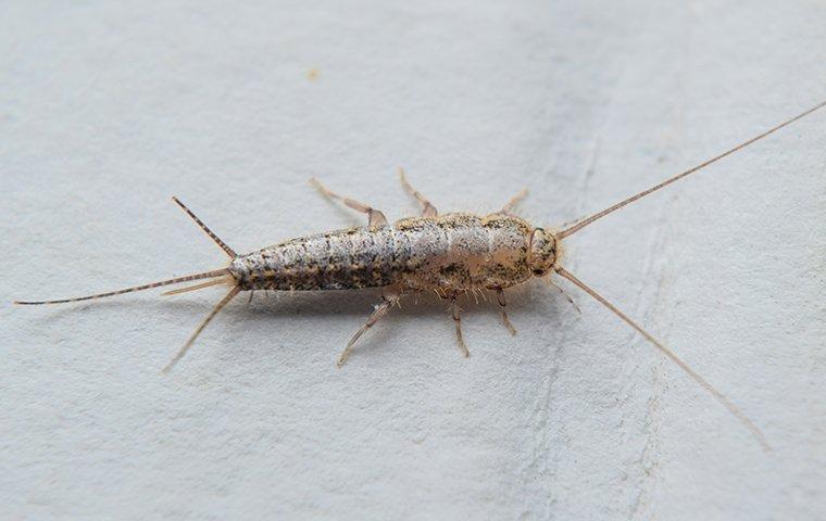 a silverfish crawling in a home