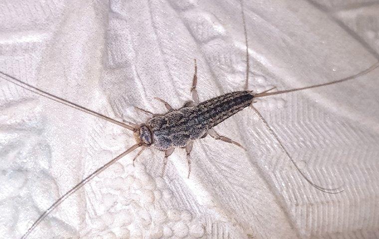 silverfish in bathroom