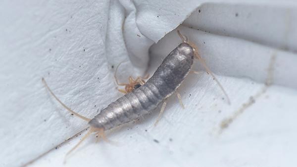 silverfish in corner