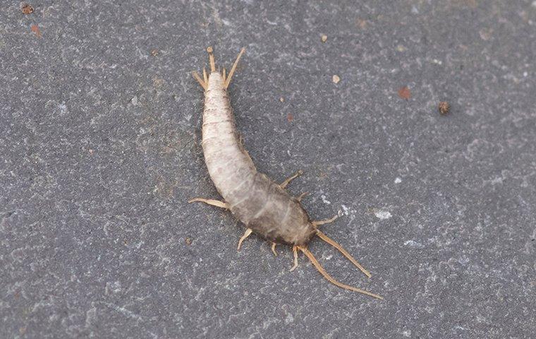 silverfish on a bathroom sink