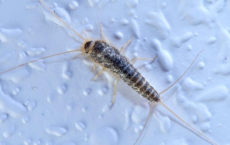 silverfish on bathroom wall