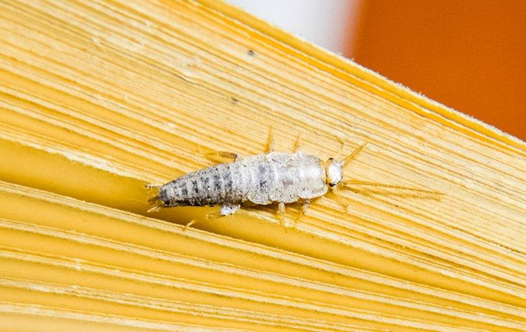 Silverfish: How to Identify, Control, and Get Rid of Them