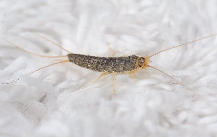 silverfish on white carpet