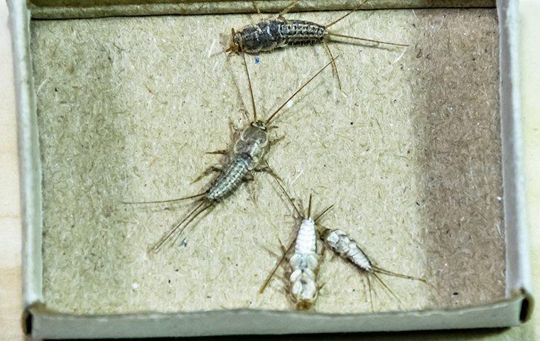 silverfish crawling on cardboard